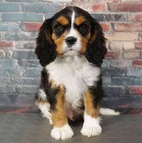 Cavalier King Charles Spaniel