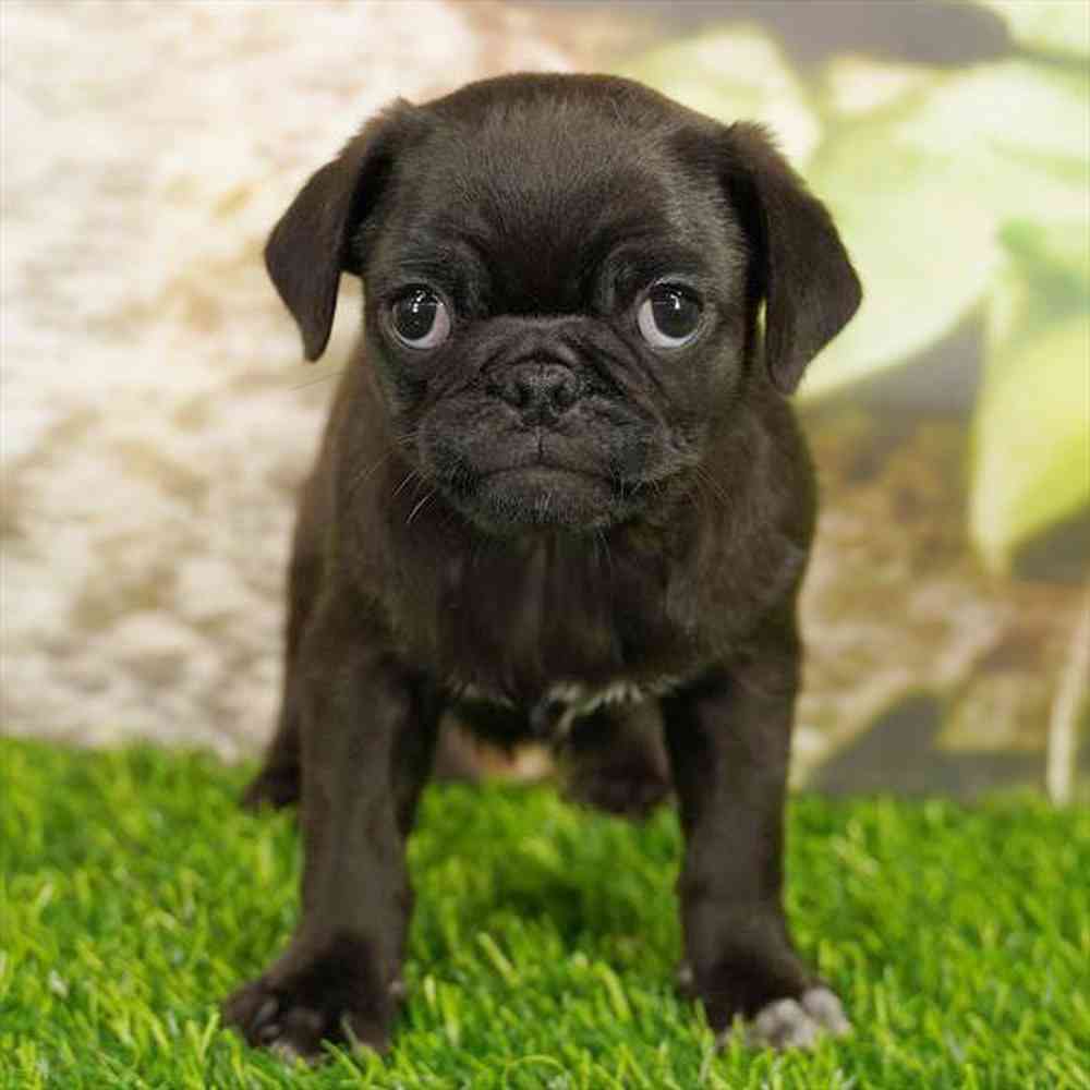 Image of a pet breed in the gallery