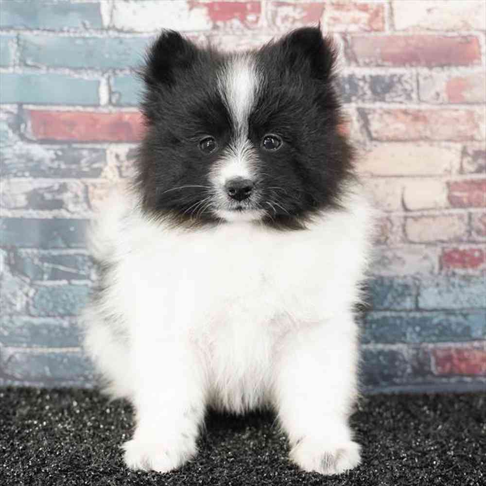 Image of a pet breed in the gallery