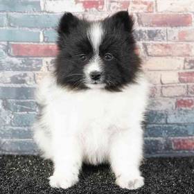 Pomeranian