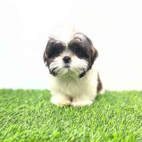 Shih Tzu