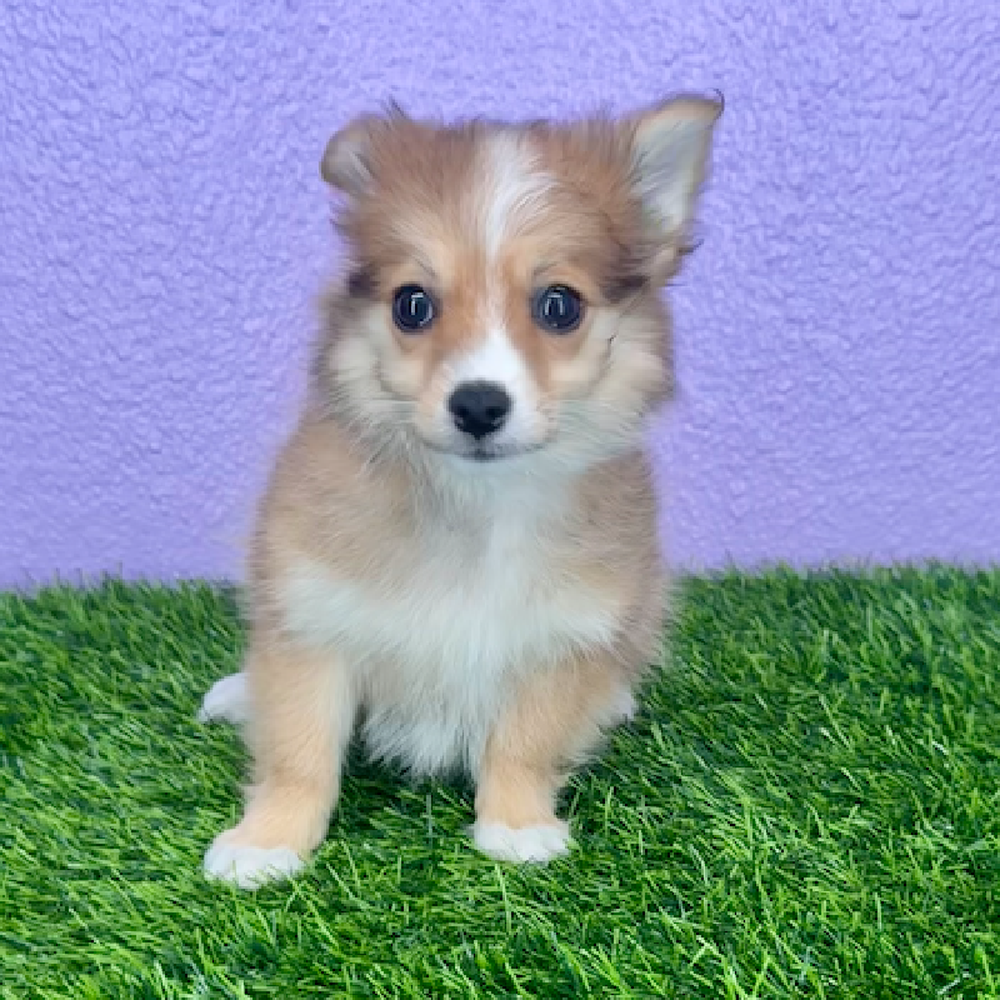 Image of a pet breed in the gallery