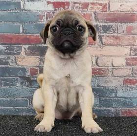 Pug