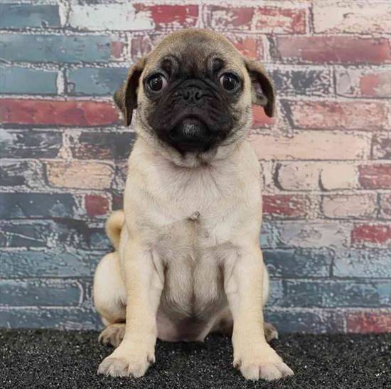 Pug