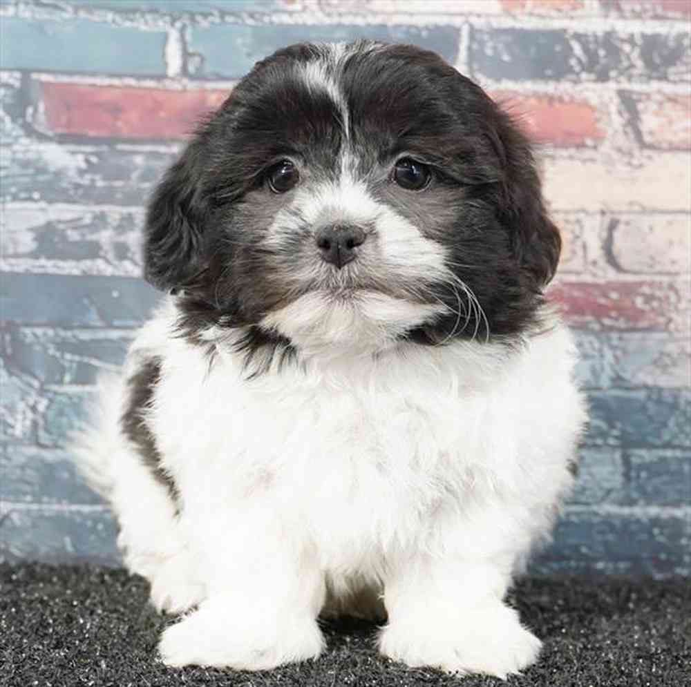 Image of a pet breed in the gallery