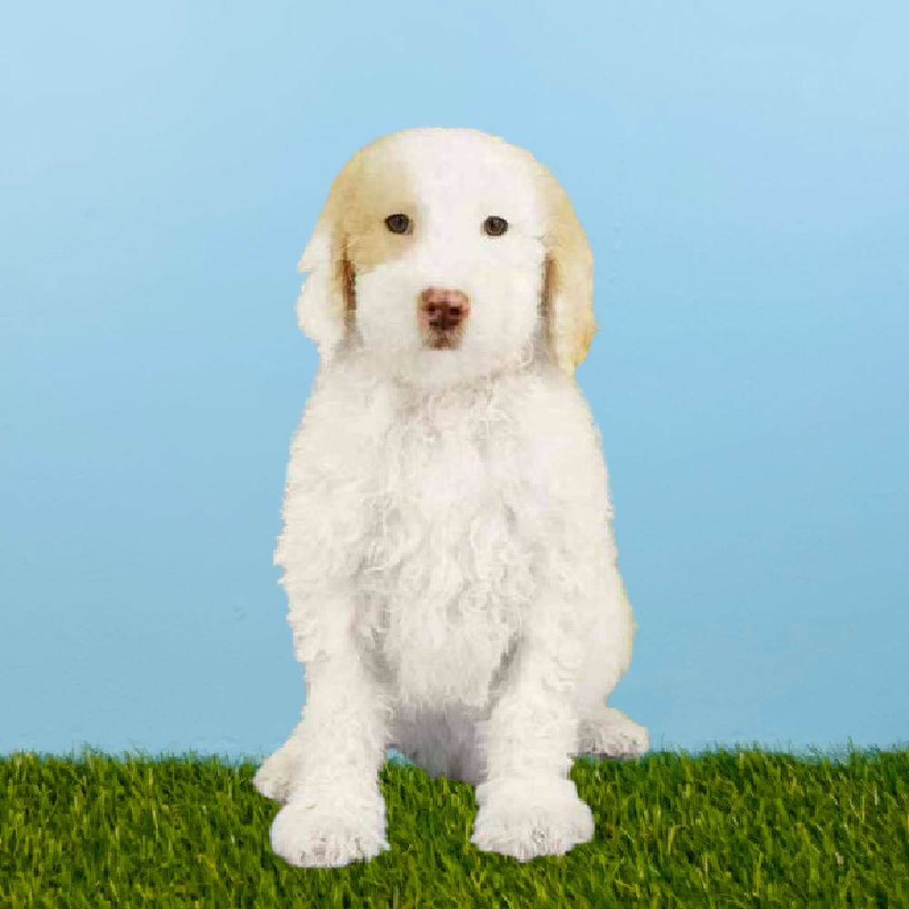 carousel pet images