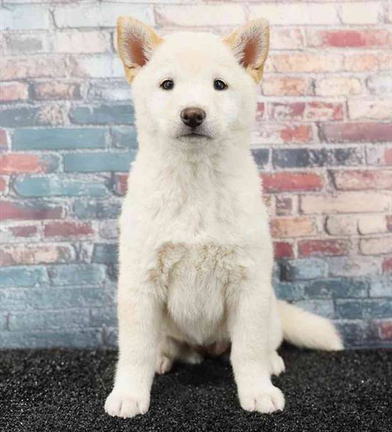 Shiba Inu