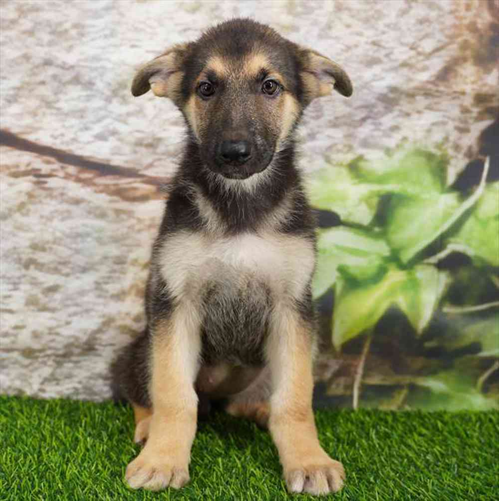 Image of a pet breed in the gallery