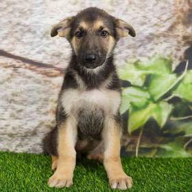 German Shepherd