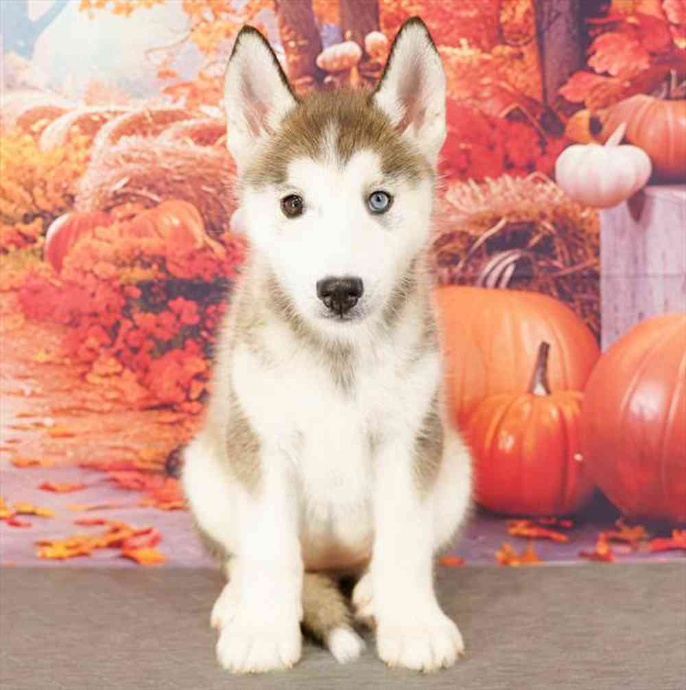 Image of a pet breed in the gallery