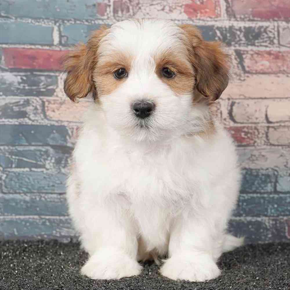 pet breed image