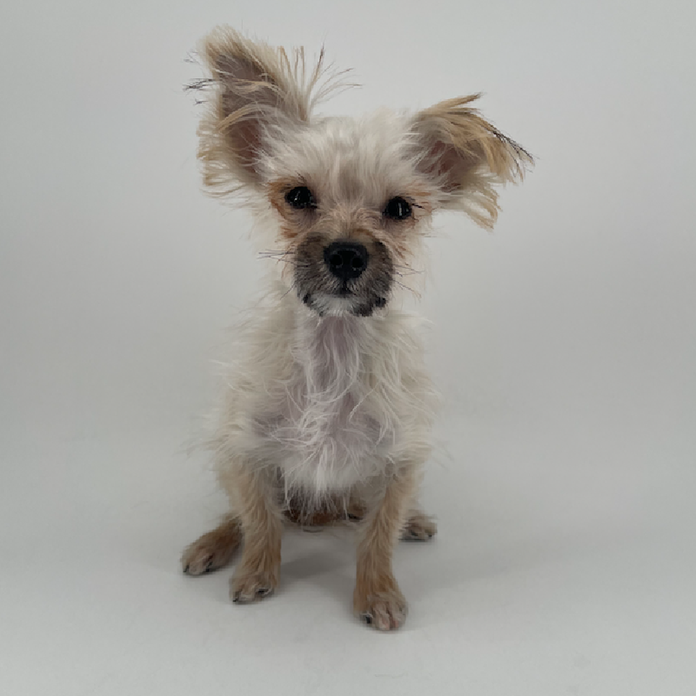 Image of a pet breed in the gallery