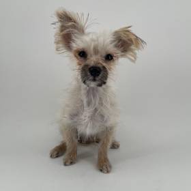 Morkie