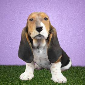 Basset Hound