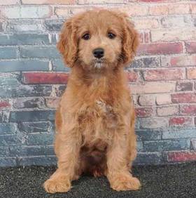 Cockapoo