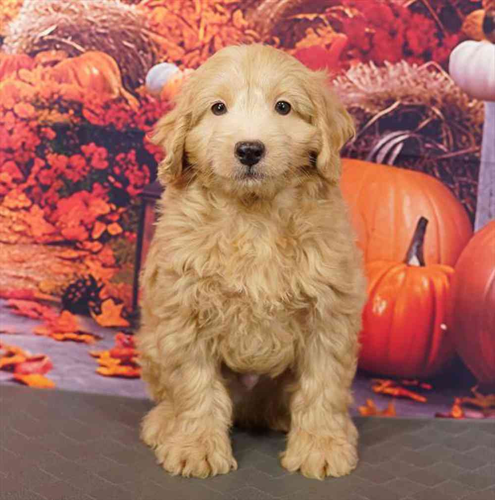 Image of a pet breed in the gallery