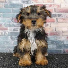 Yorkie
