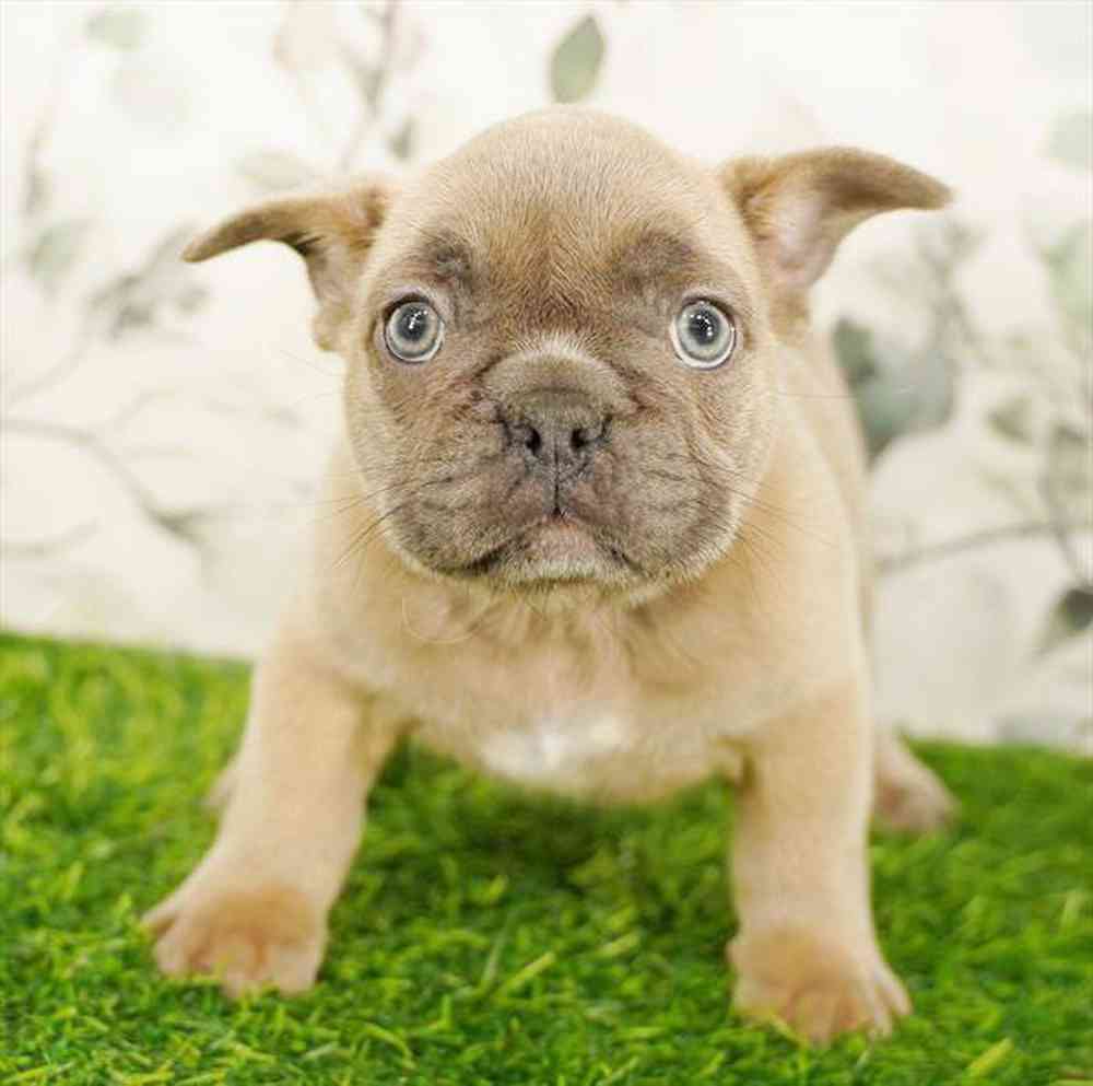pet breed image