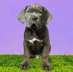 Cane Corso