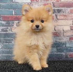 Pomeranian