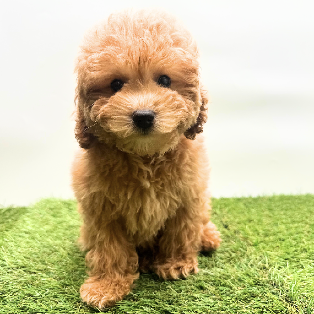 pet breed image