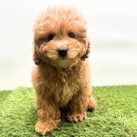 Poodle