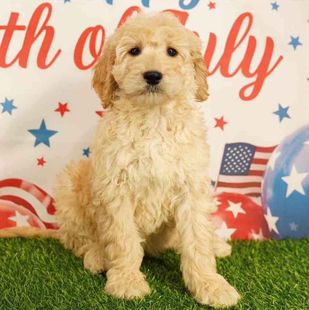 Image of a pet breed in the gallery