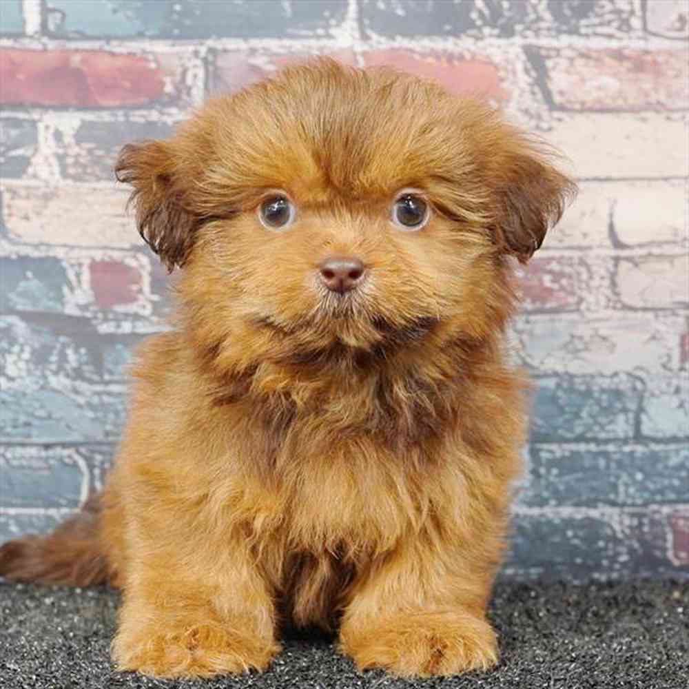 Image of a pet breed in the gallery