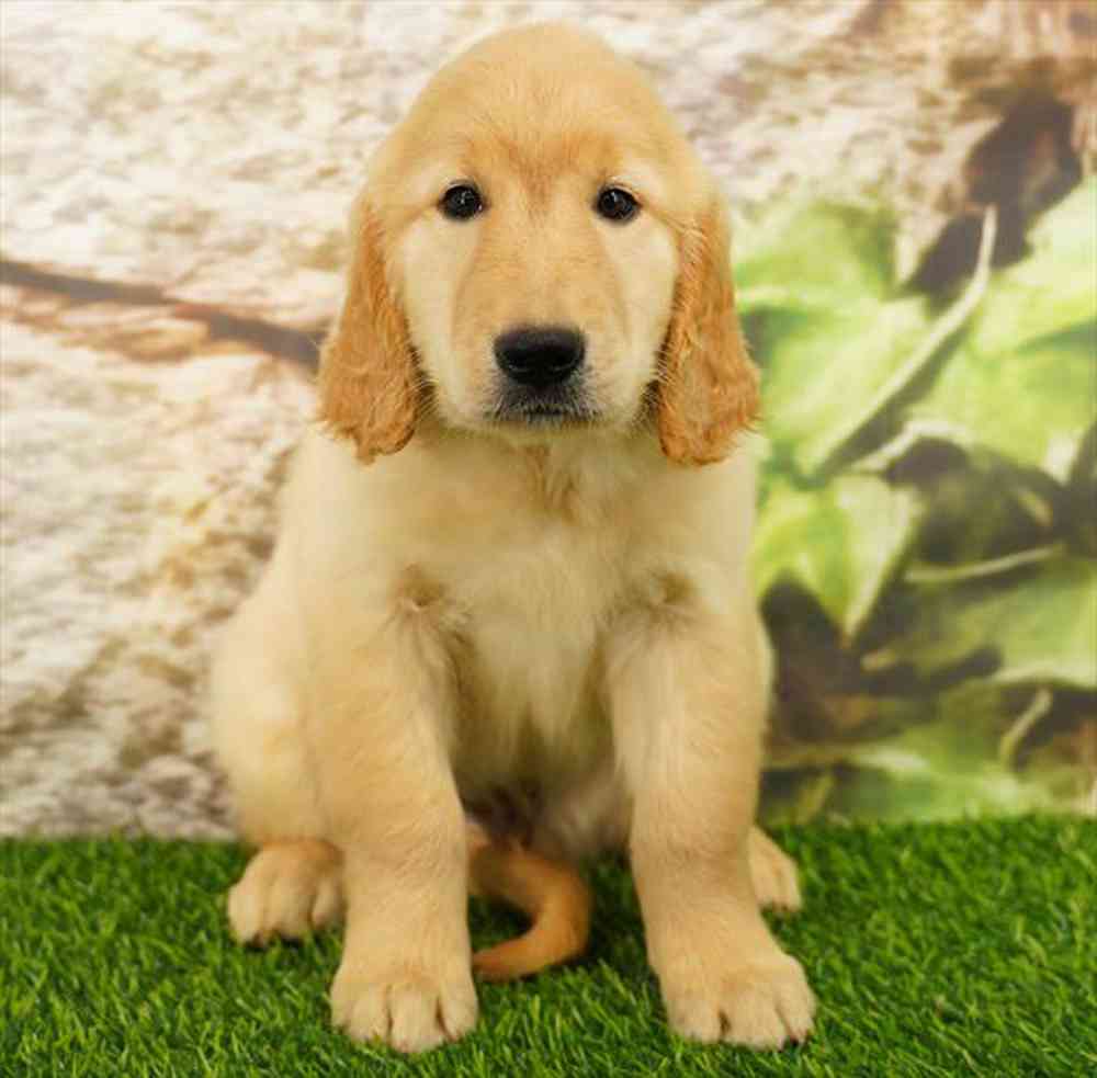 Image of a pet breed in the gallery