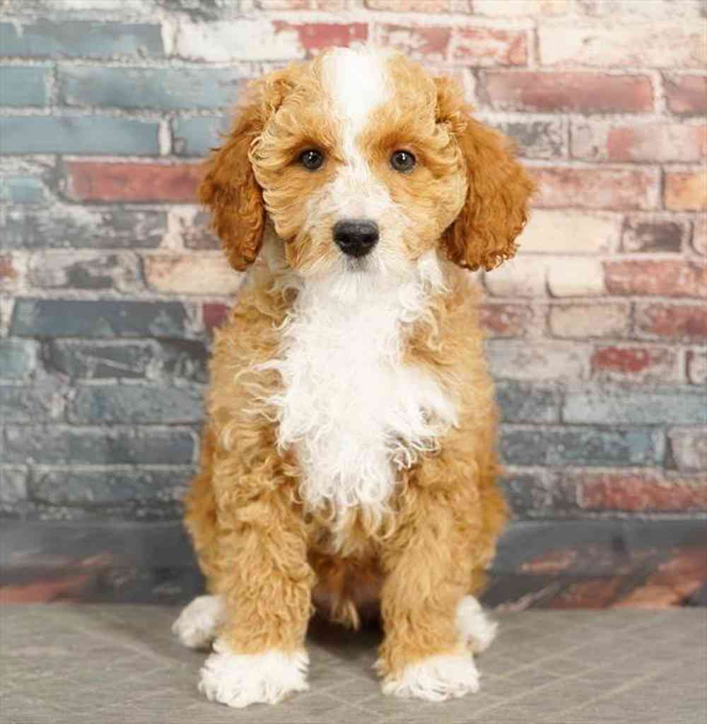 Image of a pet breed in the gallery