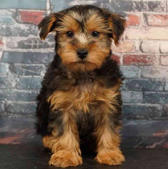 Yorkie-Poo