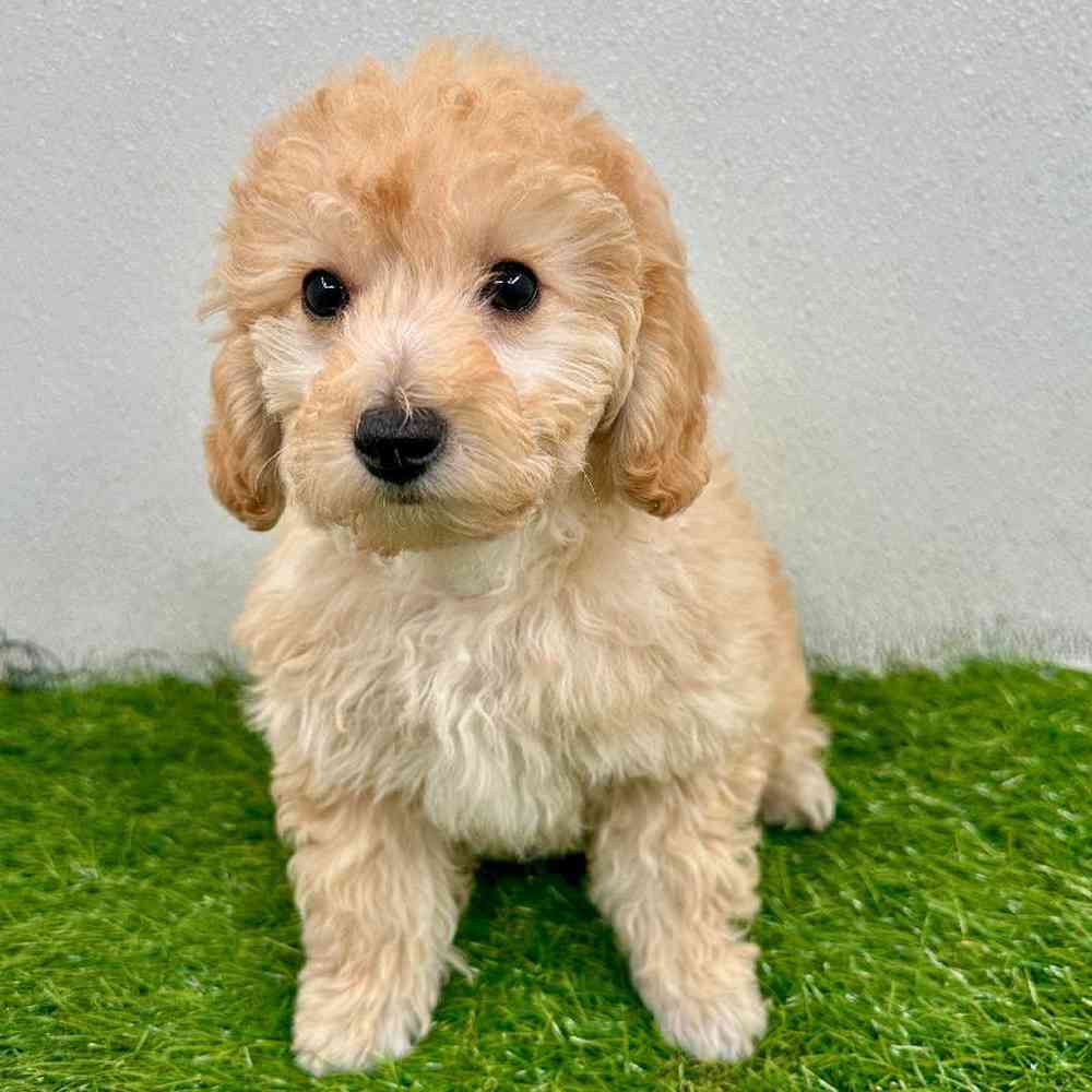Image of a pet breed in the gallery