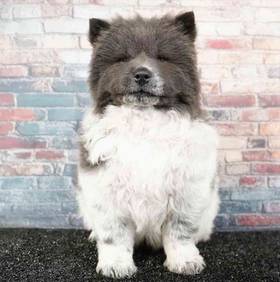Chow Chow
