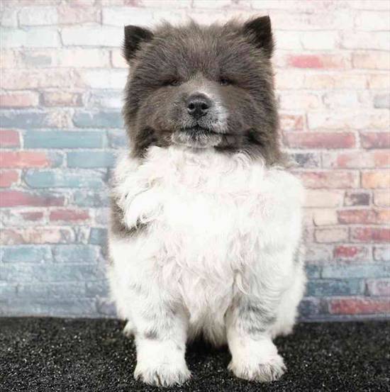 Chow Chow