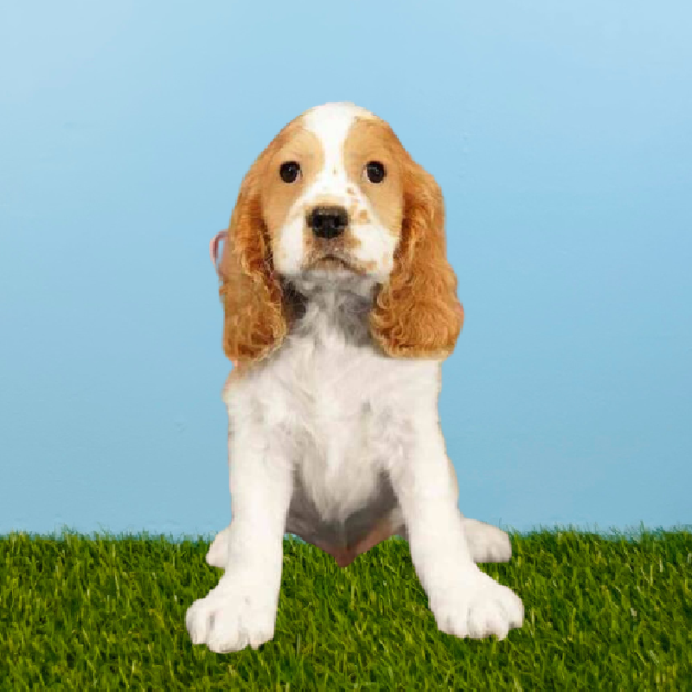 carousel pet images