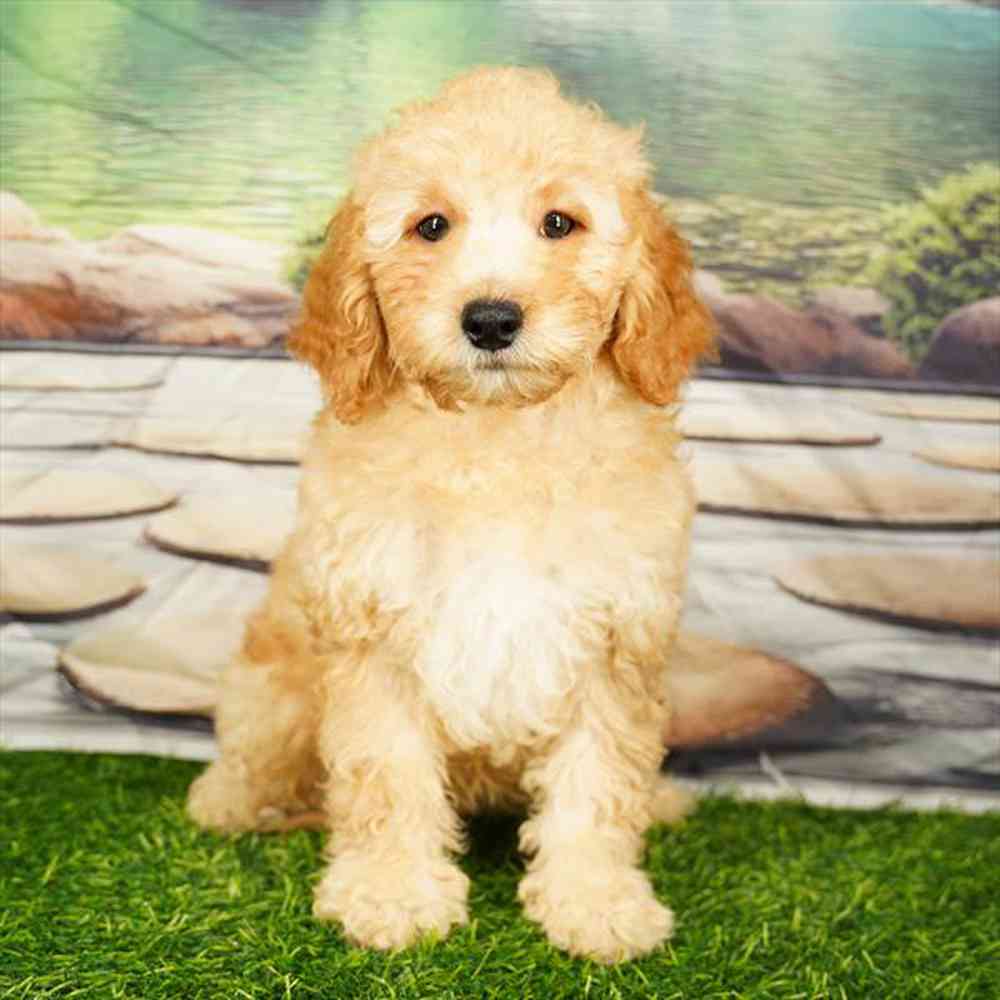 pet breed image
