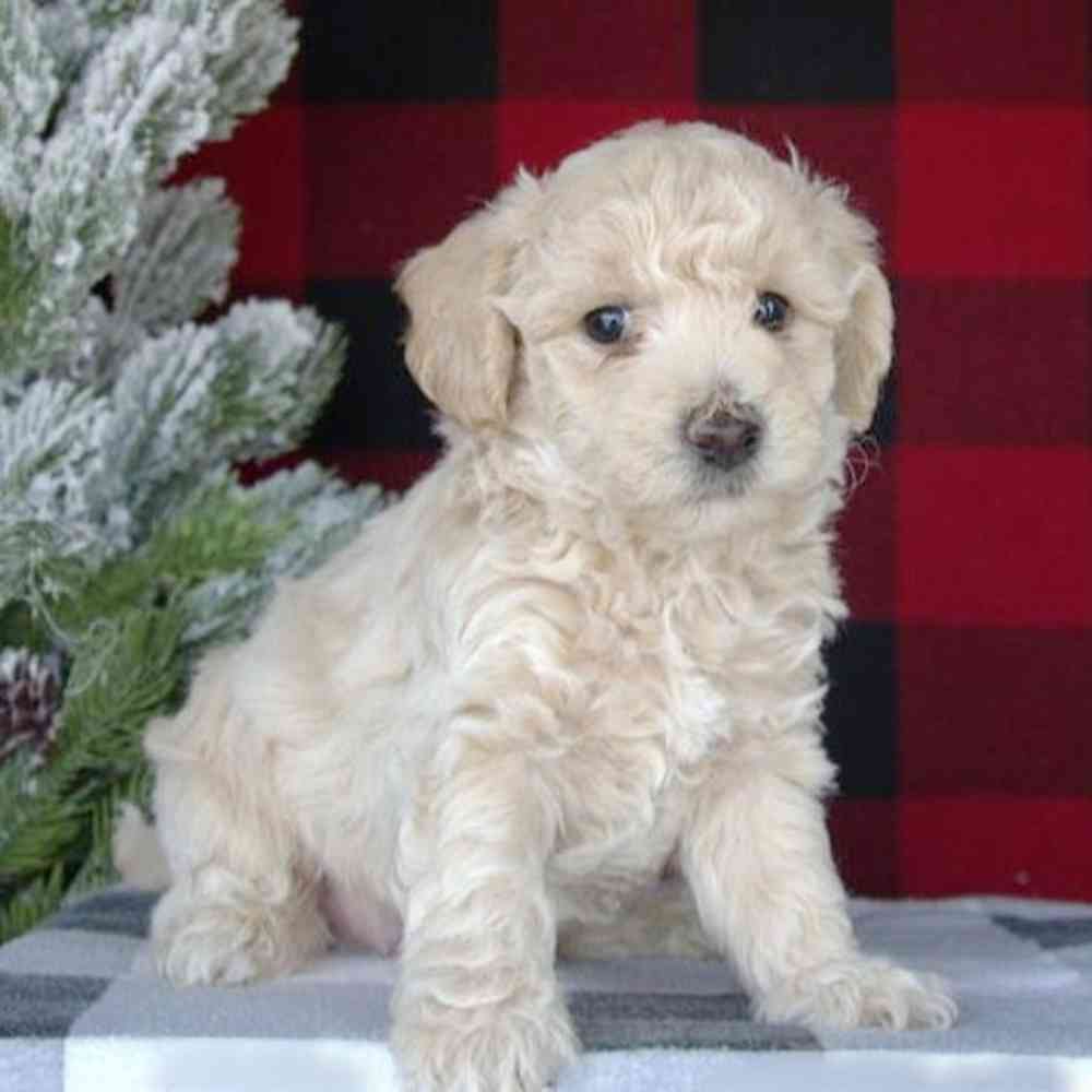 Image of a pet breed in the gallery