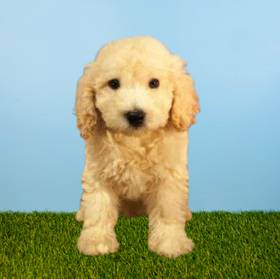 Bichapoo