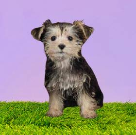 Morkie