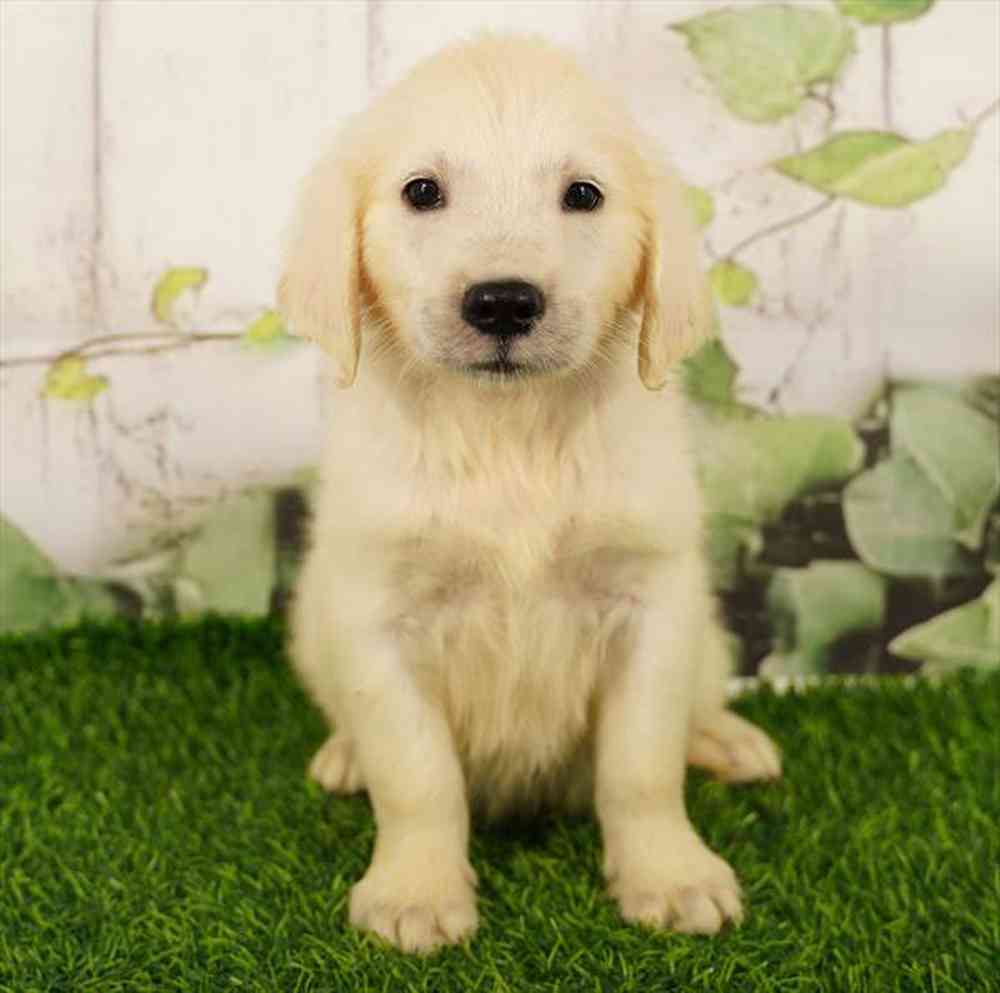 Image of a pet breed in the gallery