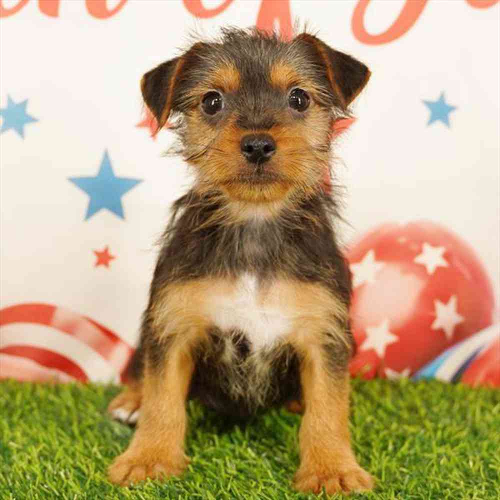 Image of a pet breed in the gallery