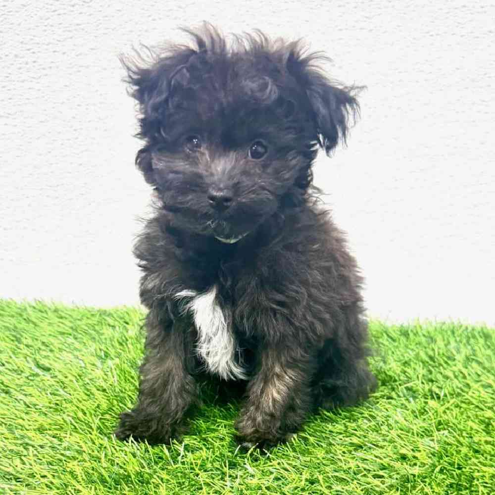 Image of a pet breed in the gallery
