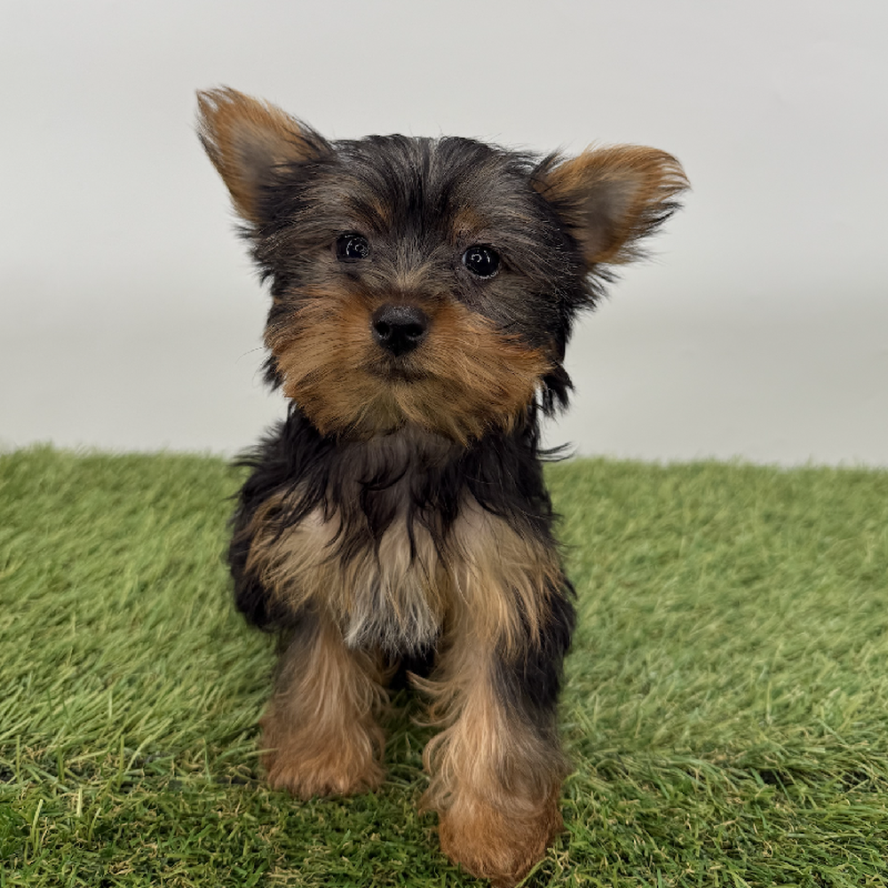 pet breed image