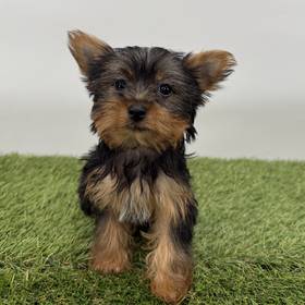 Yorkie