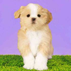 Lhasa Apso