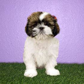 Shih Tzu