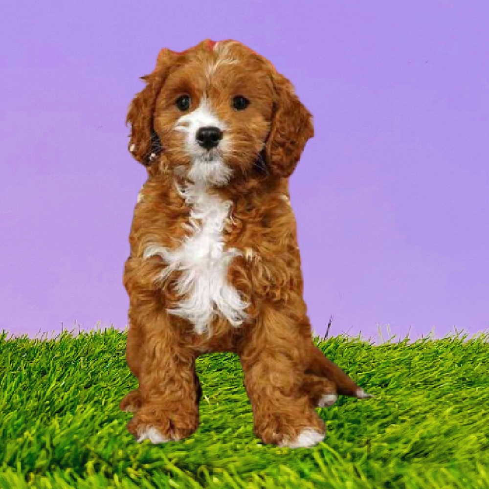 Male Cavapoo Puppy for Sale in Marietta, GA