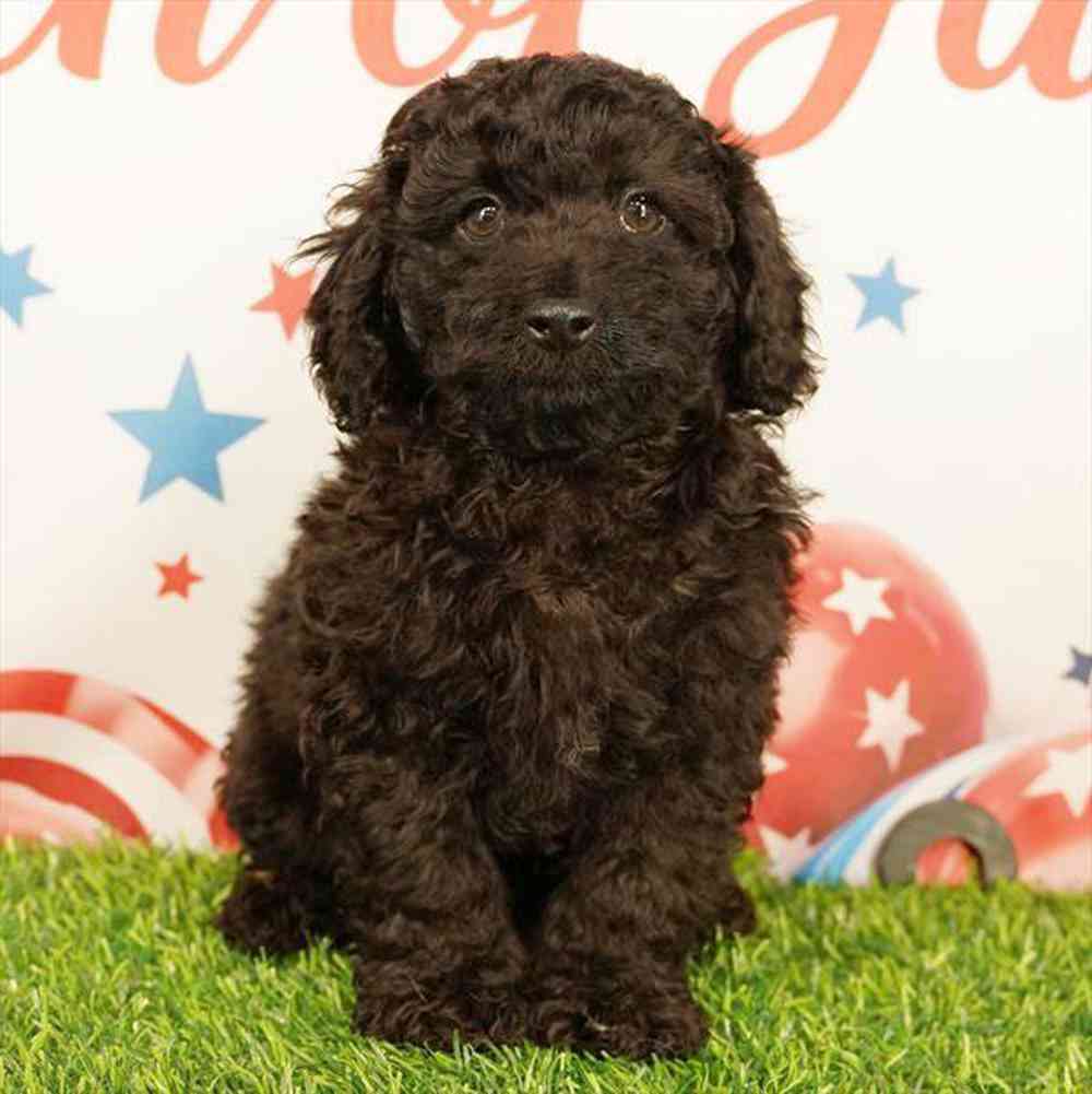 pet breed image