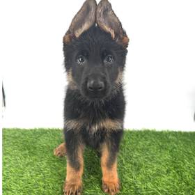 German Shepherd