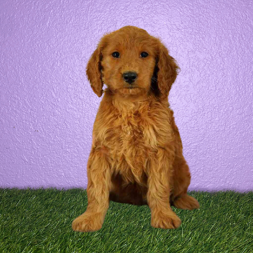 Female Mini Goldendoodle Puppy for Sale in New Braunfels, TX